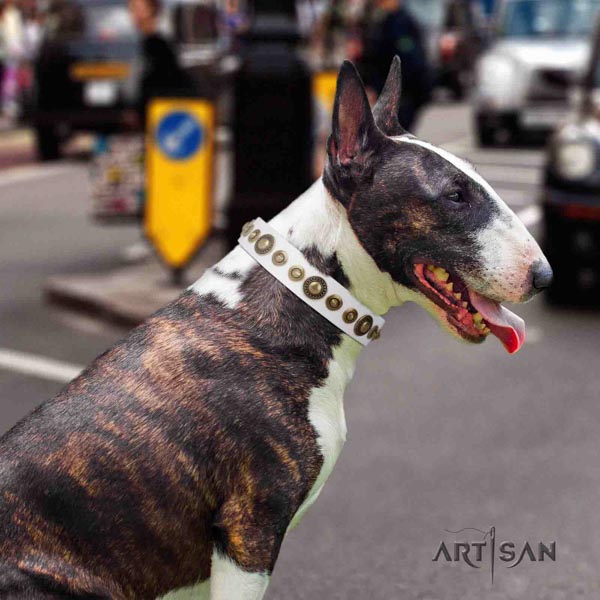 English Bull Terrier handmade genuine leather collar with corrosion resistant fittings