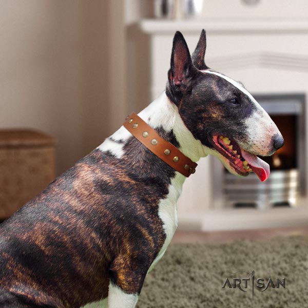 English Bull Terrier incredible full grain natural leather collar with corrosion proof buckle