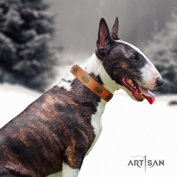 English Bull Terrier designer full grain natural leather collar with corrosion resistant hardware