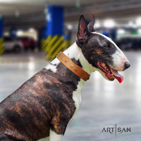 English Bull Terrier significant natural leather collar with rust resistant hardware