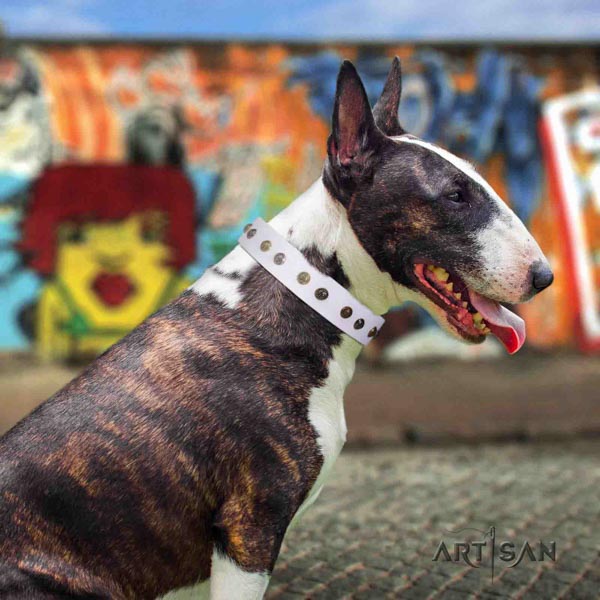 English Bull Terrier top quality natural leather collar with corrosion resistant d-ring