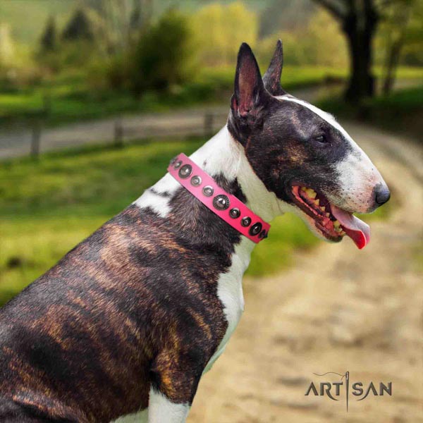 English Bull Terrier studded full grain leather collar with rust-proof d-ring
