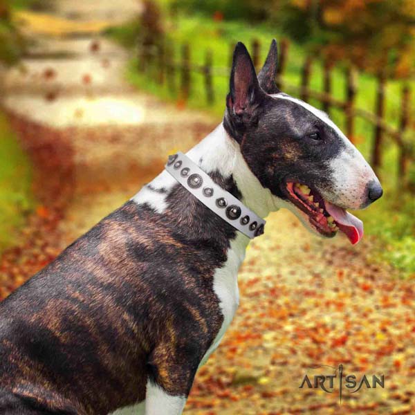 English Bull Terrier extraordinary leather collar with corrosion proof traditional buckle