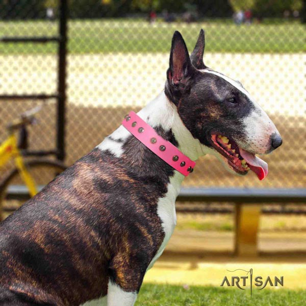 English Bull Terrier top notch natural leather collar with corrosion resistant buckle