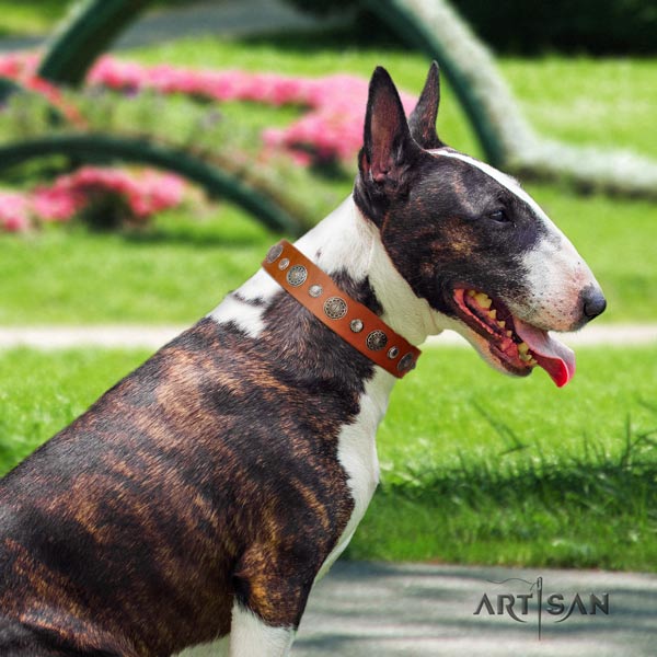 English Bull Terrier comfortable full grain natural leather collar with corrosion resistant traditional buckle