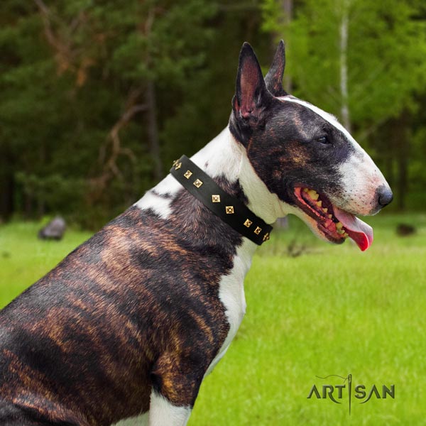 English Bull Terrier perfect fit natural leather collar with corrosion resistant hardware