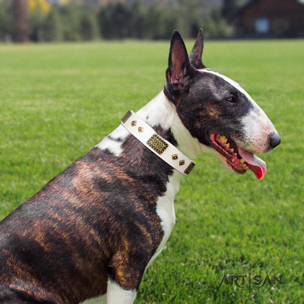 English Bull Terrier impressive natural leather collar with rust-proof fittings