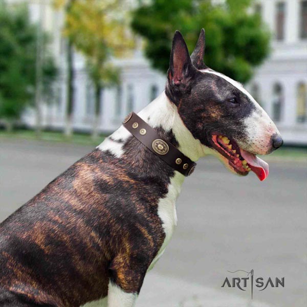 English Bull Terrier handcrafted full grain natural leather collar with rust-proof traditional buckle