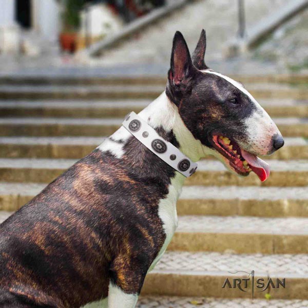 English Bull Terrier remarkable full grain natural leather collar with rust-proof traditional buckle