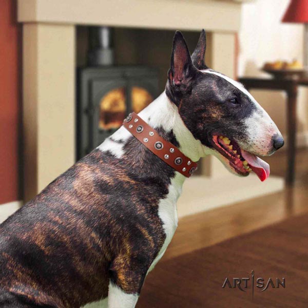 English Bull Terrier exquisite natural leather collar with rust resistant d-ring