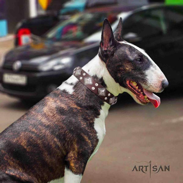 English Bull Terrier adorned full grain genuine leather collar with rust resistant d-ring