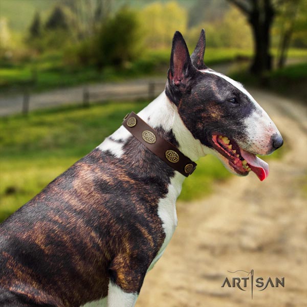 English Bull Terrier exceptional leather collar with corrosion resistant fittings