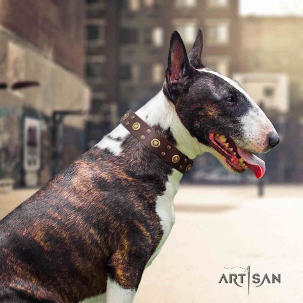 English Bull Terrier stylish design leather collar with corrosion resistant d-ring