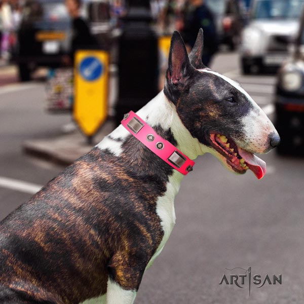 English Bull Terrier trendy full grain leather collar with rust resistant traditional buckle