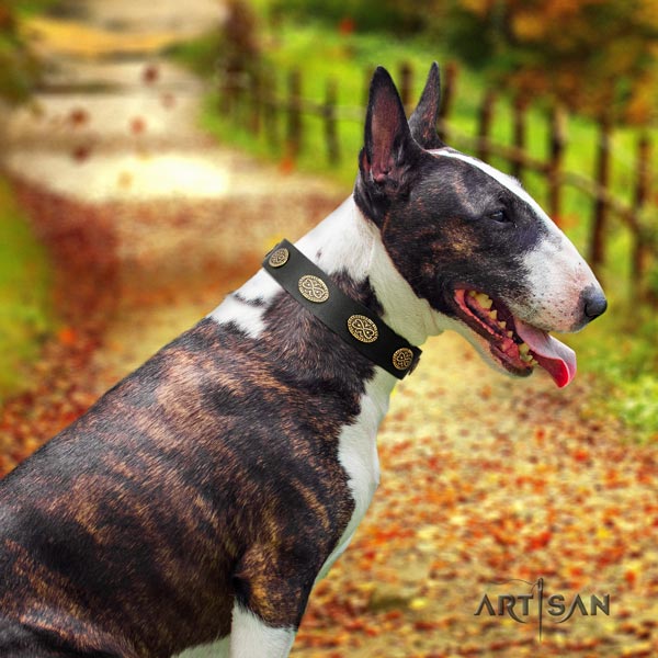 English Bull Terrier remarkable full grain genuine leather collar with rust-proof buckle