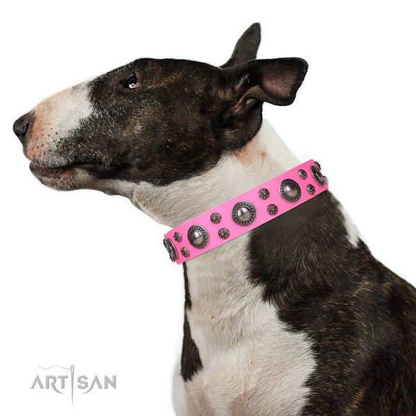 English Bull Terrier handmade full grain leather dog collar for everyday walking