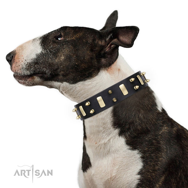 English Bull Terrier best quality full grain leather dog collar for fancy walking