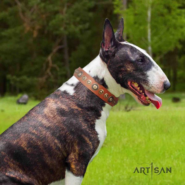 English Bull Terrier top quality natural leather collar with rust-proof buckle