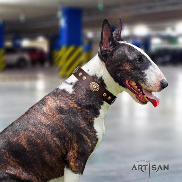 English Bull Terrier impressive full grain natural leather collar with rust-proof fittings