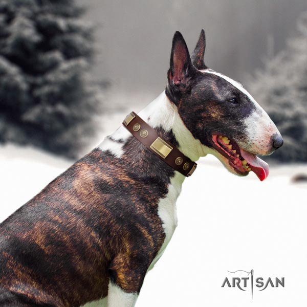 English Bull Terrier inimitable leather collar with corrosion resistant buckle