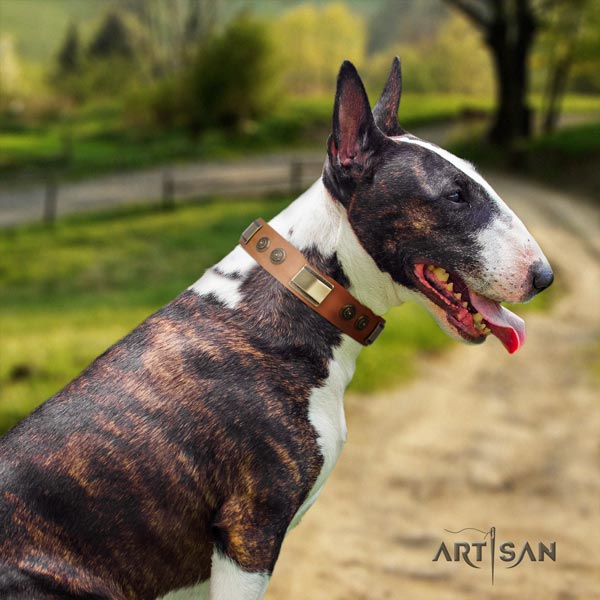 English Bull Terrier remarkable full grain natural leather collar with rust-proof fittings
