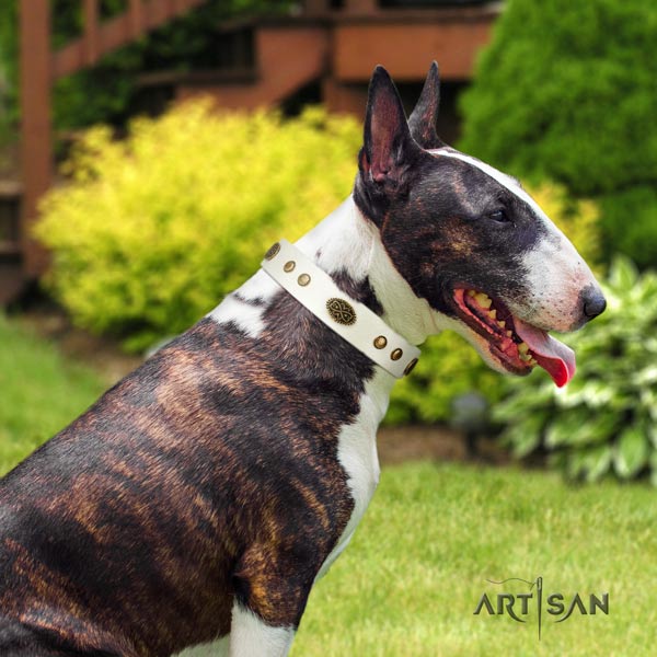 English Bull Terrier convenient full grain leather collar with rust-proof d-ring