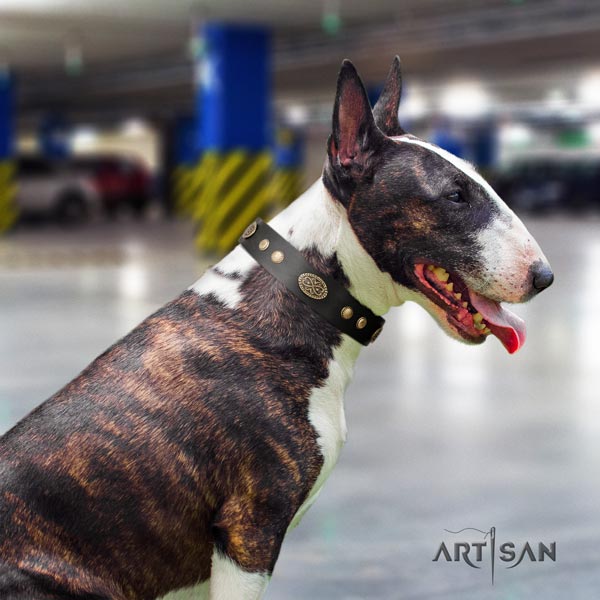 English Bull Terrier exquisite natural leather collar with rust-proof fittings