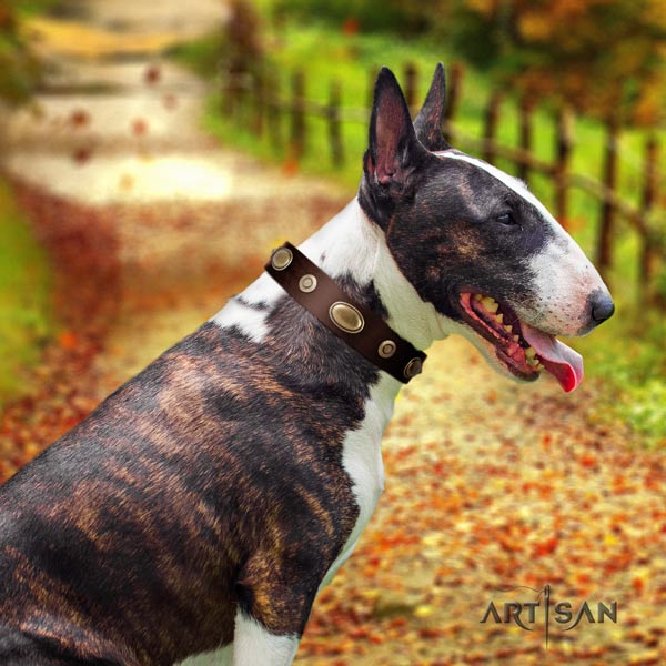 English Bull Terrier fine quality leather collar with corrosion resistant hardware