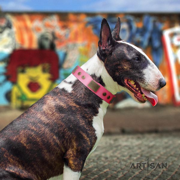 English Bull Terrier amazing full grain leather collar with corrosion proof fittings