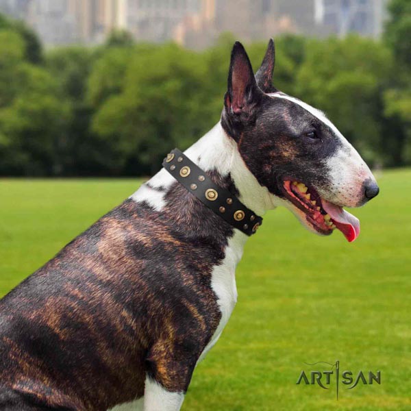 English Bull Terrier amazing full grain natural leather collar with rust resistant buckle