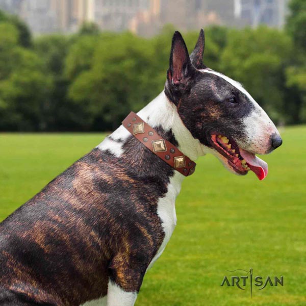 English Bull Terrier exceptional full grain leather collar with corrosion proof buckle