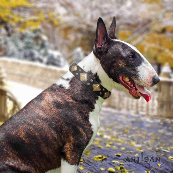 English Bull Terrier significant full grain leather collar with rust-proof traditional buckle