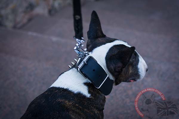 English Bullterrier black leather collar of genuine materials adorned with spikes and studs  for stylish walks