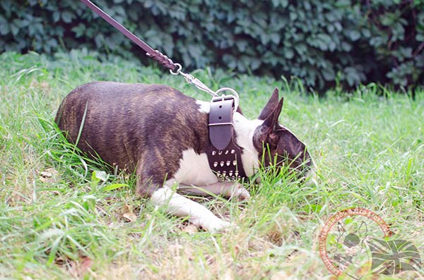 English Bullterrier brown leather collar adjustable  decorated with spikes for utmost comfort