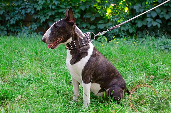 English Bullterrier brown leather collar with rust-resistant hardware for quality control