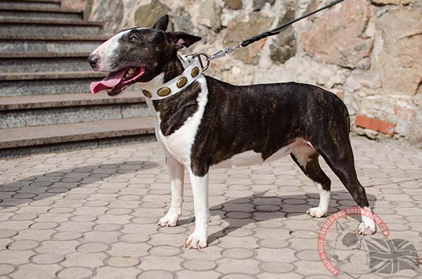 English Bullterrier white leather collar with vintage fittings for any activity
