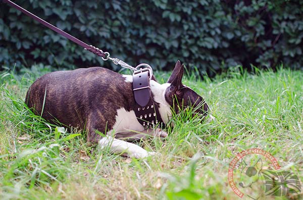 English Bullterrier brown leather collar with non-corrosive nickel plated hardware for any activity