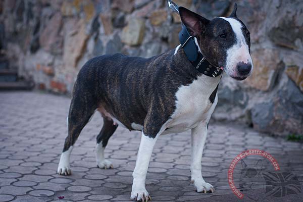 English Bullterrier black leather collar with durable hardware for quality control