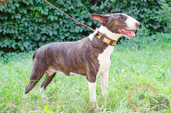 English Bullterrier brown leather collar with strong brass plated fittings for quality control