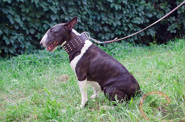 English Bullterrier brown leather collar with rust-proof quick release buckle for basic training