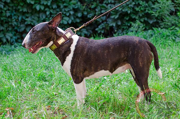 English Bullterrier brown leather collar adjustable  with quick release buckle for professional use