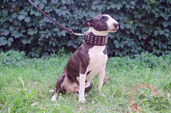 English Bullterrier brown leather collar of high quality decorated with spikes for stylish walks