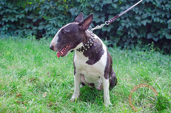 English Bullterrier brown leather collar with durable studs for stylish walks