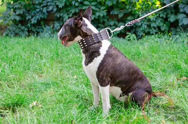 English Bullterrier brown leather collar with duly riveted fittings for perfect control