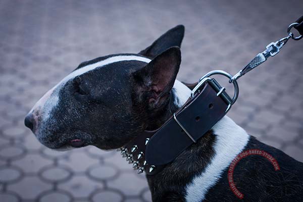 English Bullterrier brown leather collar of high quality with riveted spikes for daily walks
