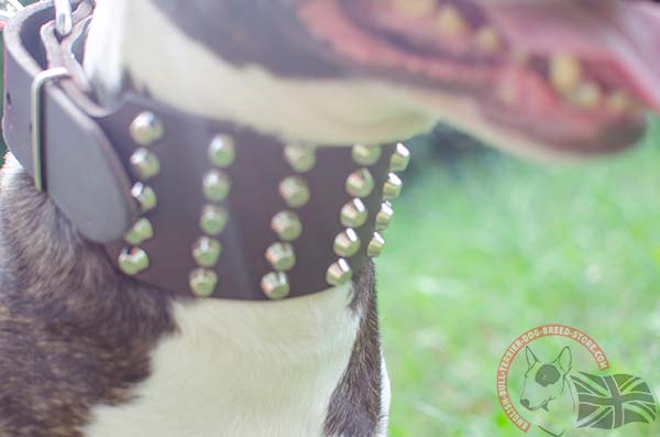 English Bullterrier brown leather collar of high quality adorned with cones for stylish walks