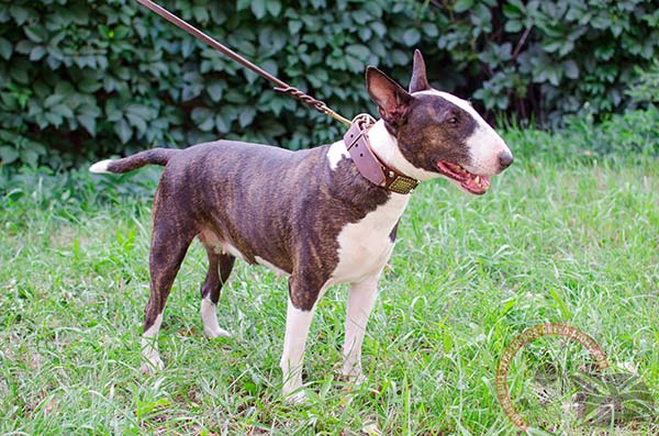 English Bullterrier brown leather collar with durable plates for quality control