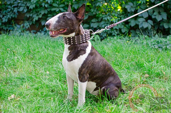 English Bullterrier brown leather collar snugly fitted adorned with spikes for daily walks