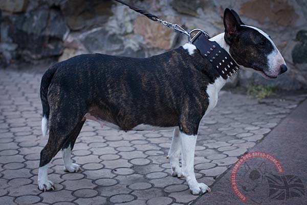 English Bullterrier brown leather collar of lightweight material with handset spikes for quality control