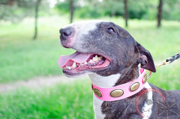 English Bullterrier pink leather collar with rustless brass plated hardware for daily walks
